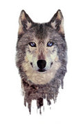 Wolf Blue Eyes Ink Drip