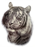 Realistic Tiger Portrait Sepia